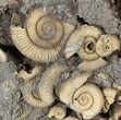 Wide Dactylioceras Ammonite Cluster - Germany #63329-2